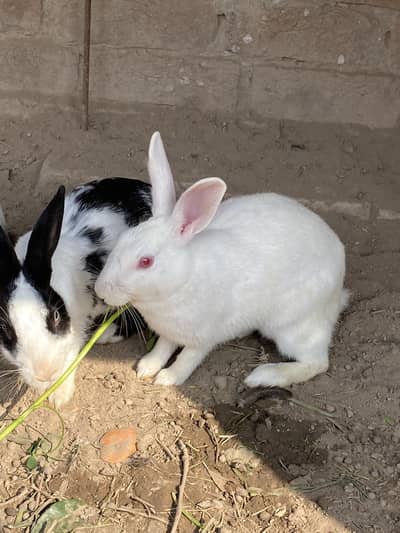 Red Eyes Rabbit full breeder pair/Fresh Meat/Baby/Rabbit Skin Availabl