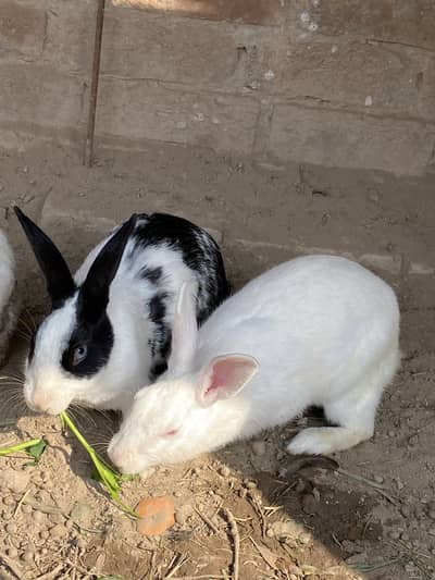 Red Eyes Rabbit full breeder pair/Fresh Meat/Baby/Rabbit Skin Availabl