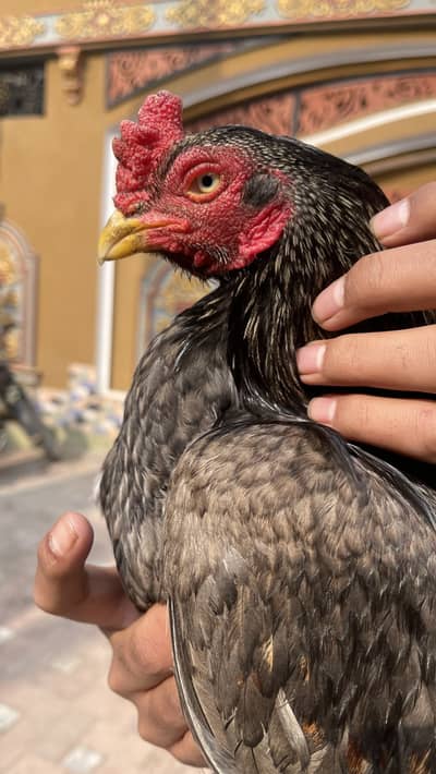 Salta aseel murga for sall