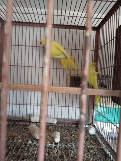 Yellow Ringneck breeder Pair 100%