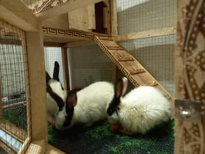 Rabbits for sale with Complete Beautiful Cage Setup