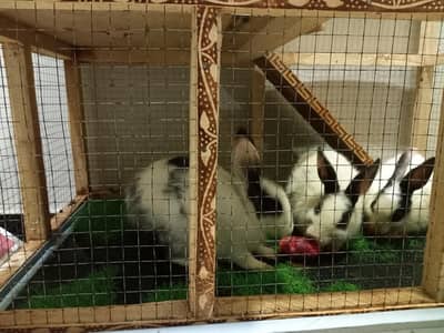 Rabbits for sale with Complete Beautiful Cage Setup