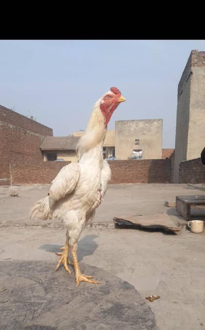 White king german shamo pair | White shamo pair | White king shamo |