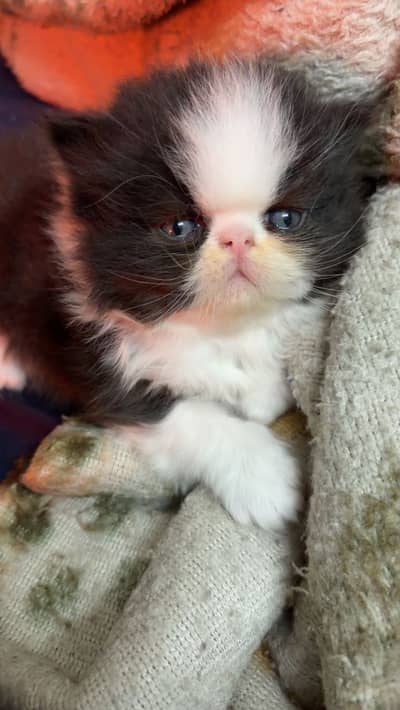 Peki kittens for sale