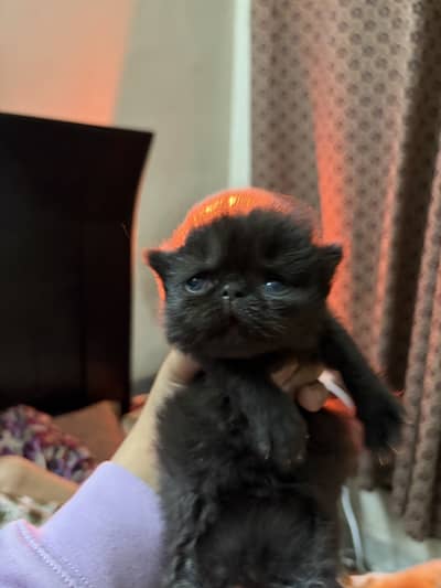 Peki kittens for sale