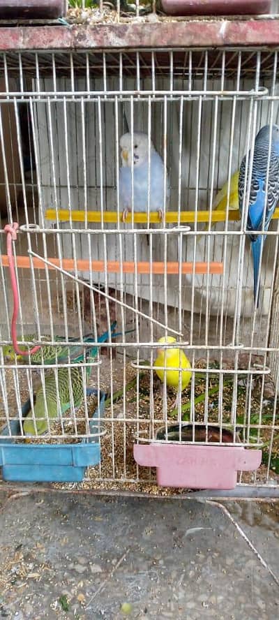 Australian parrot pair available for sell