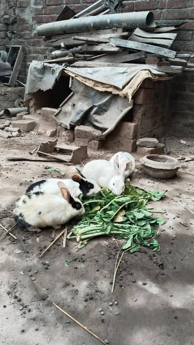 Rabbits sale urgent