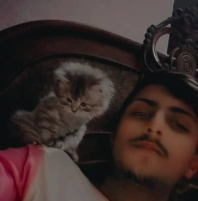 kittens age 40 days  all kittens long coat.