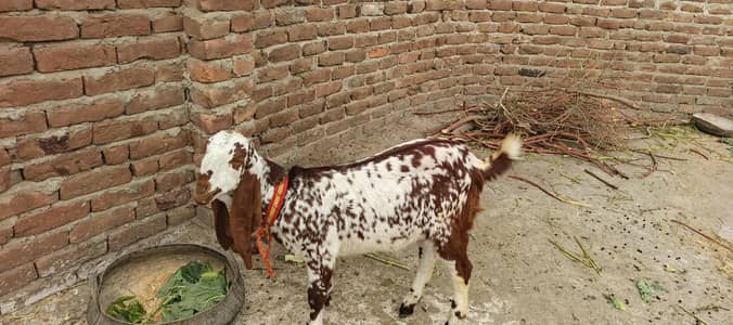 male female makhi chena pair