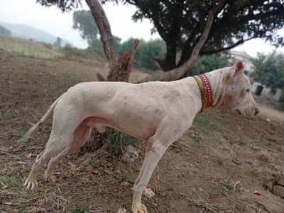 Bull Terrier Dog |  Security Dog |  Dog For Sale