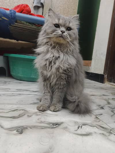 Top quality Persian cat for sale