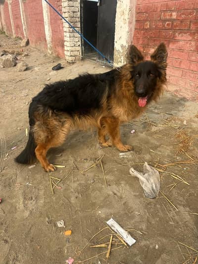 German Shepherd dog for sale