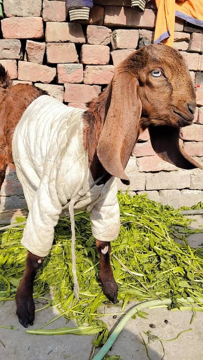 Mashallah Bilkol Tandrust Ha Koi Masla Nai Ha