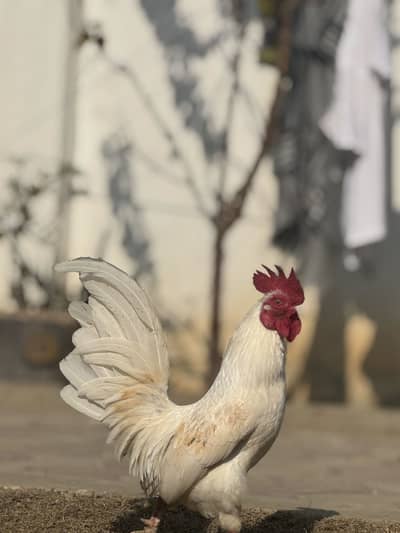 English game pairs / males / females read descriptions