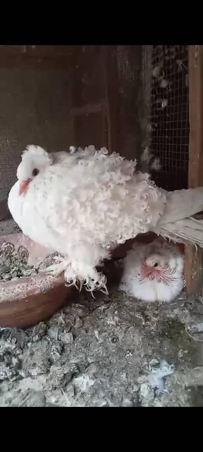 White Frillback Breeder Female