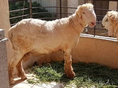 Pure Mundra heavy weight