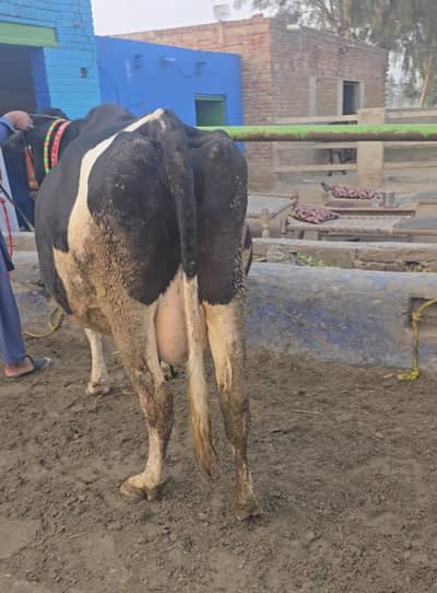 HF Cross / Jersey Friesian High Milk Cow – 16 Liter Daily