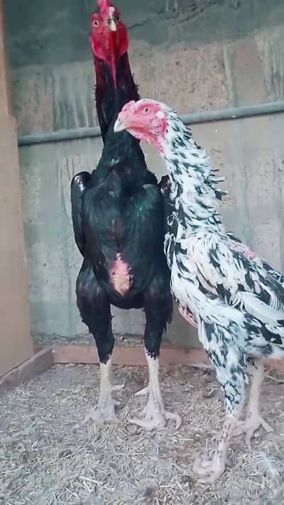 O Shamo Breeder Pair