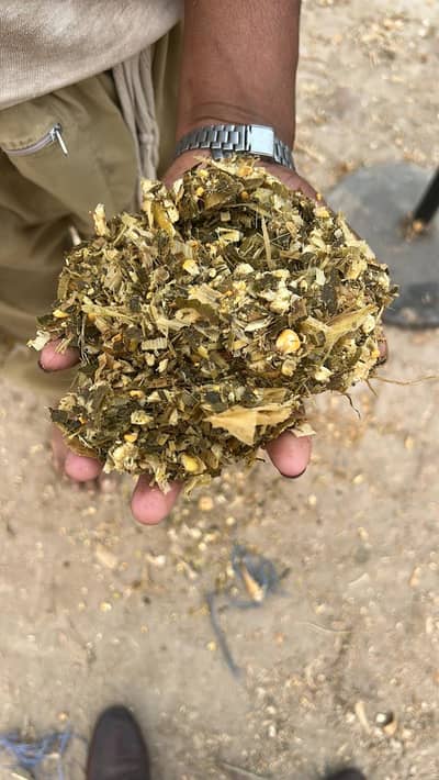 Sailage / khaki Silage / Animal feed / cow feed