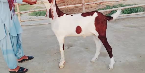 Bakra for sale call me _+03102718718
