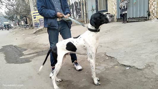 pointer dog full train Good health completely vaccination