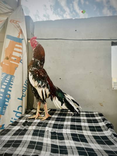 High Quality Chenna morgha For sale ha Quality wali cheze ha