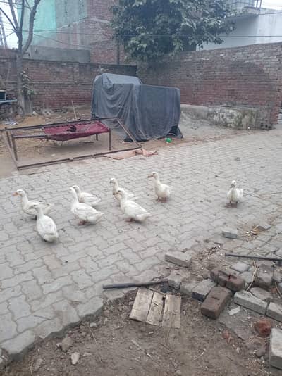 8 piece Big pair duck sales per pair 3500