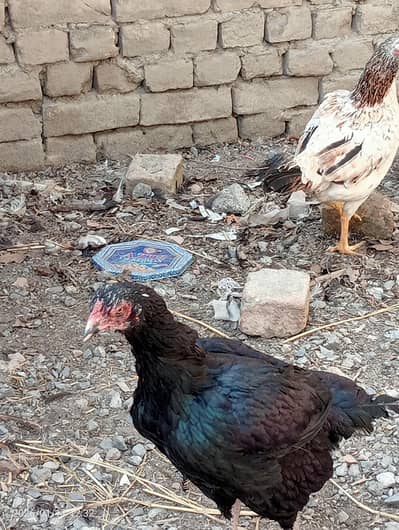 muskha madhi 3000 per piece