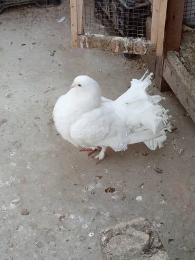 White lakka breader pair