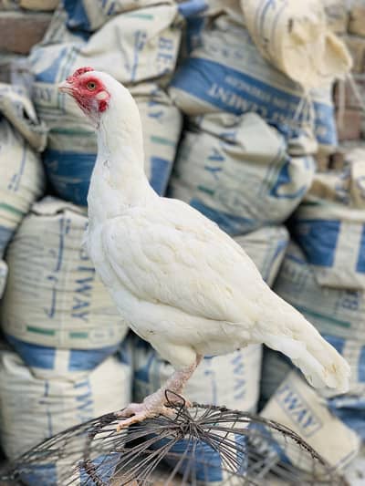 Paper White Assel Madi