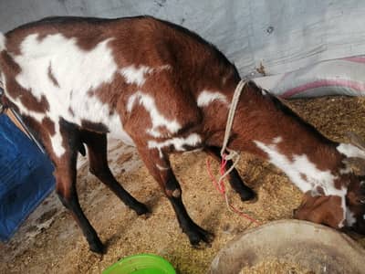 Desi 2 bakria for sale.