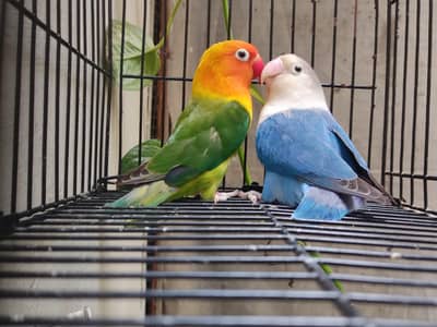 Chicks and Breeder pair