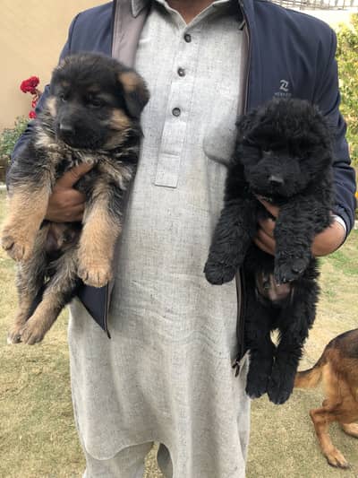 Gsd puppies (long coat)