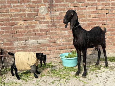 Bakri or 1 female bacha