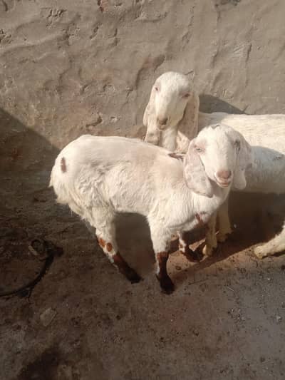 forsale goats 2