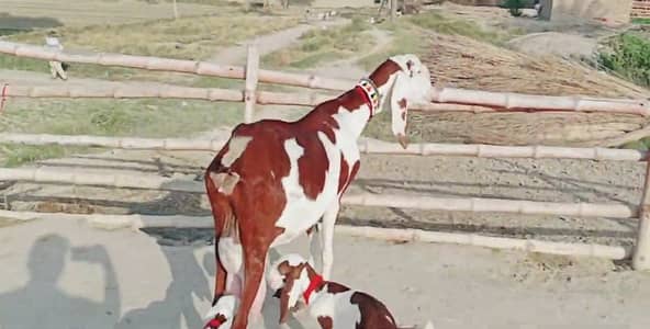 2 Bacchon Ka Sath Desi Bakri For Sale/ +03102718718