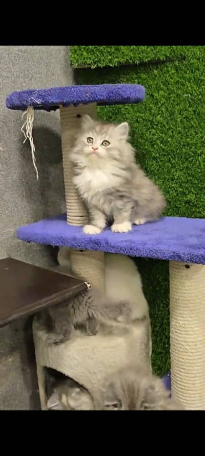 pure Persian cat vaccinated triple coated WhatsApp/0331/7823482/