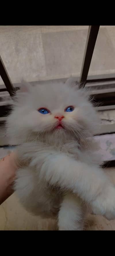 Himalayan blue flame kittens