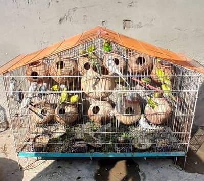 parrot and cage for sale