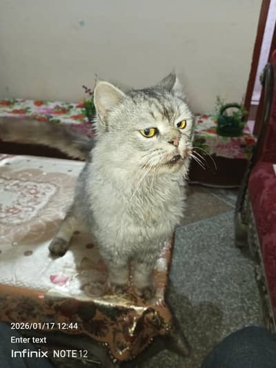 person cat he male he