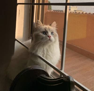 Pure Persian Cats for Sale – Well Groomed & Healthy
