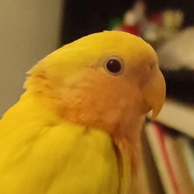 TAMED pearl cockatiel & Redeyes Opaline Roseicollis Lovebird pathay