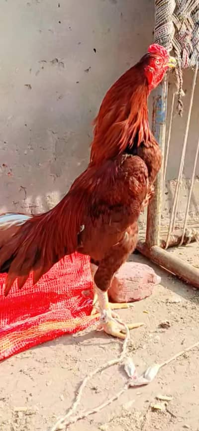 pila morga full active masha Allah or full redy hai