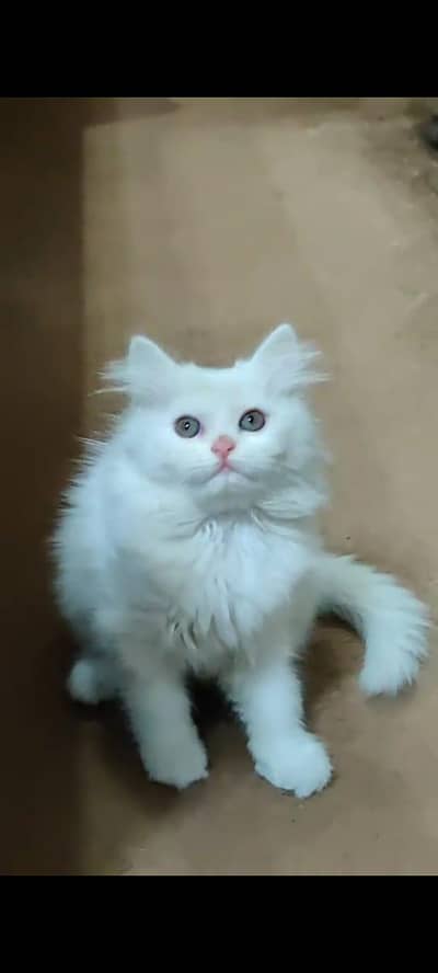 pure Persian cat vaccinated triple coted WhatsApp/03317823482/