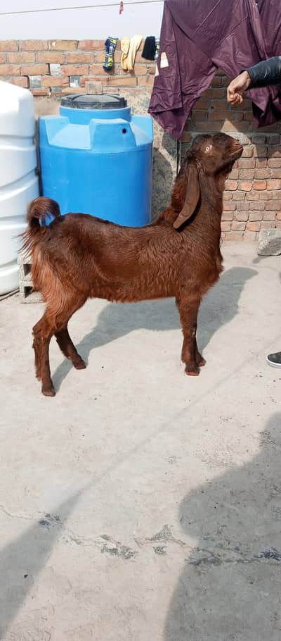 Nagra Goat | Desi bakra | breeder goat | Barbari for sale pregnent
