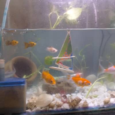 fish aquarium