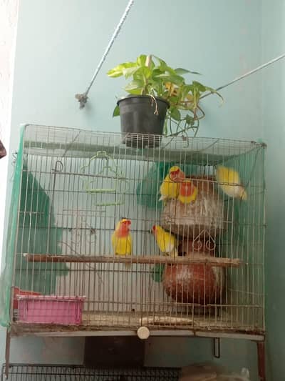 luteno pairs for sale  plus cage plus clay box
