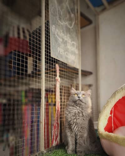 Persian cat four months