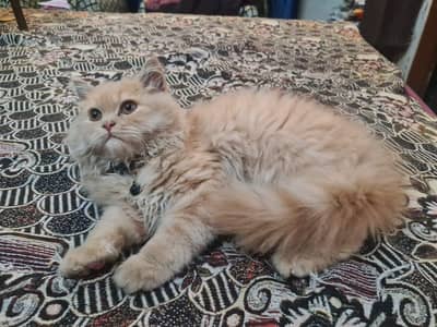 Persian male triple coated