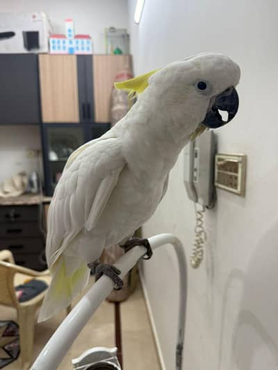 cacatoa medium sulphur tame talking